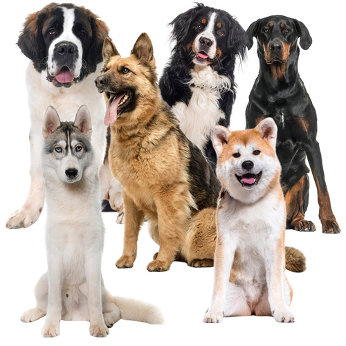 Chladící podložka pro psy a kočky XXL - černá