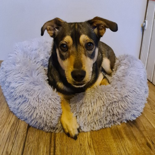 Chlupatý pelíšek pro psa/kočku/králíka (velikost M)