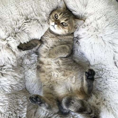 Chlupatý pelíšek pro psa/kočku/králíka (velikost M)