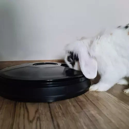 Automatický dávkovač krmiva pro psy a kočky